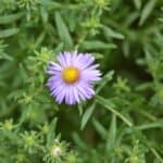 Symphyotrichum oblongifolium inat