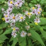 Symphyotrichum prenanthoides inat