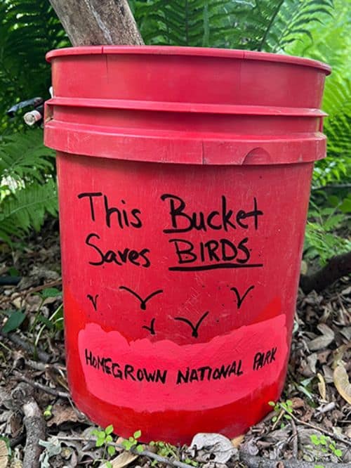 Mosquito Bucket Challenge Birds Mosquito Bucket Challenge Birds