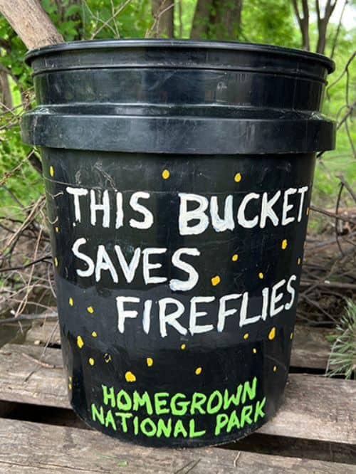 Mosquito Bucket Challenge Fireflies Mosquito Bucket Challenge Fireflies