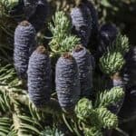 Abies-concolor_pinecone_white-fir.jpg