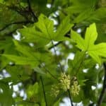 Acer-macrophyllum_Leaf.jpeg