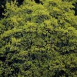 Acer-macrophyllum_zoomed-out_bigleaf-maple-RET.jpeg