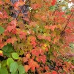 Acer-rubrum_ZoomedOut.jpeg