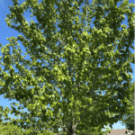 Acer-rubrum_zoomed-out_red-maple.png