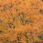 Acer-saccharum_sugar-maple__zoomed-fall-colors-1.jpg