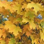 Acer-saccharum_sugar-maple_close-fall-colors.jpeg