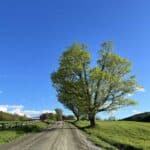 Acer-saccharum_sugar-maple_zoomed-out.jpg