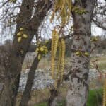 Alnus-rhombifolia_Seeds.jpeg