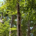 Alnus-rhombifolia_white-alder_zoomed-out.jpeg
