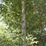 Alnus-rubra_red-alder_zoomed-out.jpg