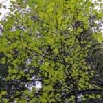 Alnus-rubra_red-alder_zoomed-out2.jpg