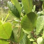 Alnus-serrulata_Leaves.jpg