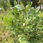 Alnus-serrulata_ZoomedOut.jpg