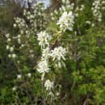 Amelanchier alnifolia_Flower3
