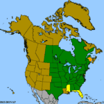 Aquilegia-canadensis-1.png
