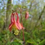 Aquilegia-canadensis-inat.jpeg