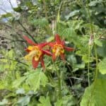 Aquilegia formosa inat