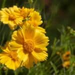 Baileya-multiradiata.jpg