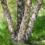 Betula-nigra_Bark2.jpeg