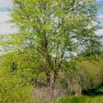 Betula-nigra_ZoomedOut2-RET.jpeg
