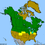 Betula-papyrifera-1.png