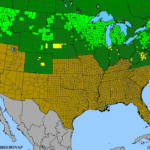 Betula-papyrifera.png