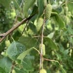 Betula-papyrifera_Cones.jpg
