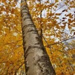 Betula-papyrifera_paper-birch_zoomed-out-RET.jpg