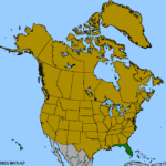 Bursera-simaruba-1.png