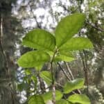 Bursera-simaruba_leaves.jpg