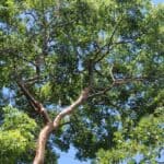 Bursera-simaruba_zoomed-out.jpeg