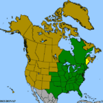 Carya-cordiformis-1.png