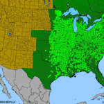 Carya-cordiformis.png