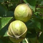 Carya-cordiformis_bitternut-hickory_nut.jpeg