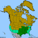 Carya-illinoinensis-1.png