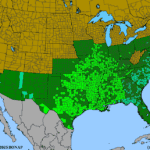 Carya-illinoinensis.png