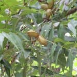Carya-illinoinensis-nut.jpeg