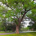 Carya-illinoinensis-zoomed-out-RET.jpeg