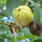 Carya-ovata_shagbark-hickory_nut.jpg