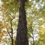 Carya-ovata_shagbark-hickory_zoomed-out.jpg