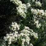 Ceanothus-cuneatus_Flowers.jpg