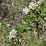 Ceanothus-cuneatus_Leaves2.jpg