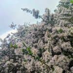 Ceanothus-cuneatus_ZoomedOut-RET.jpeg