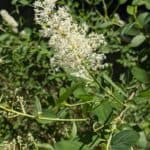 Ceanothus-integerrimus_Flowers.jpeg
