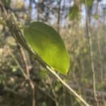 Ceanothus-integerrimus_Leaf.jpg
