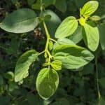 Ceanothus-integerrimus_Leaves.jpg