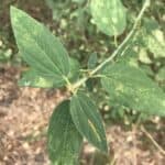 Ceanothus-integerrimus_Leaves2.jpg