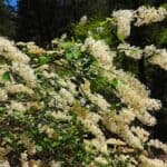 Ceanothus-integerrimus_ZoomedOut-RET.jpg