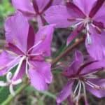 Chamaenerion-angustifolium-inat.jpg